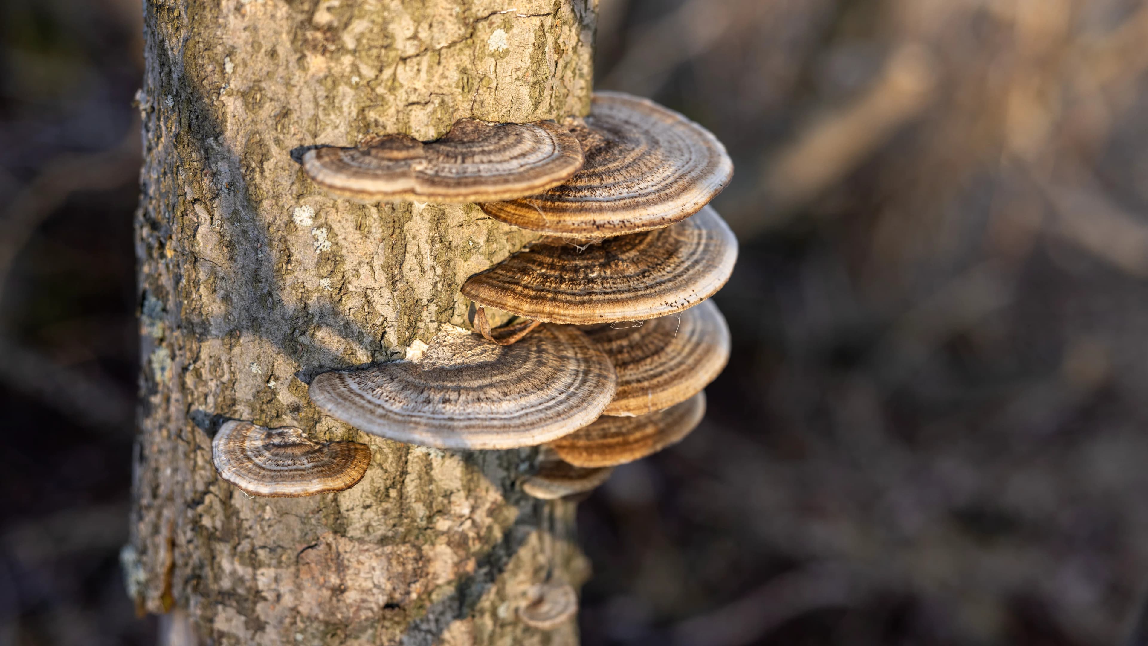 Чага - березовый гриб