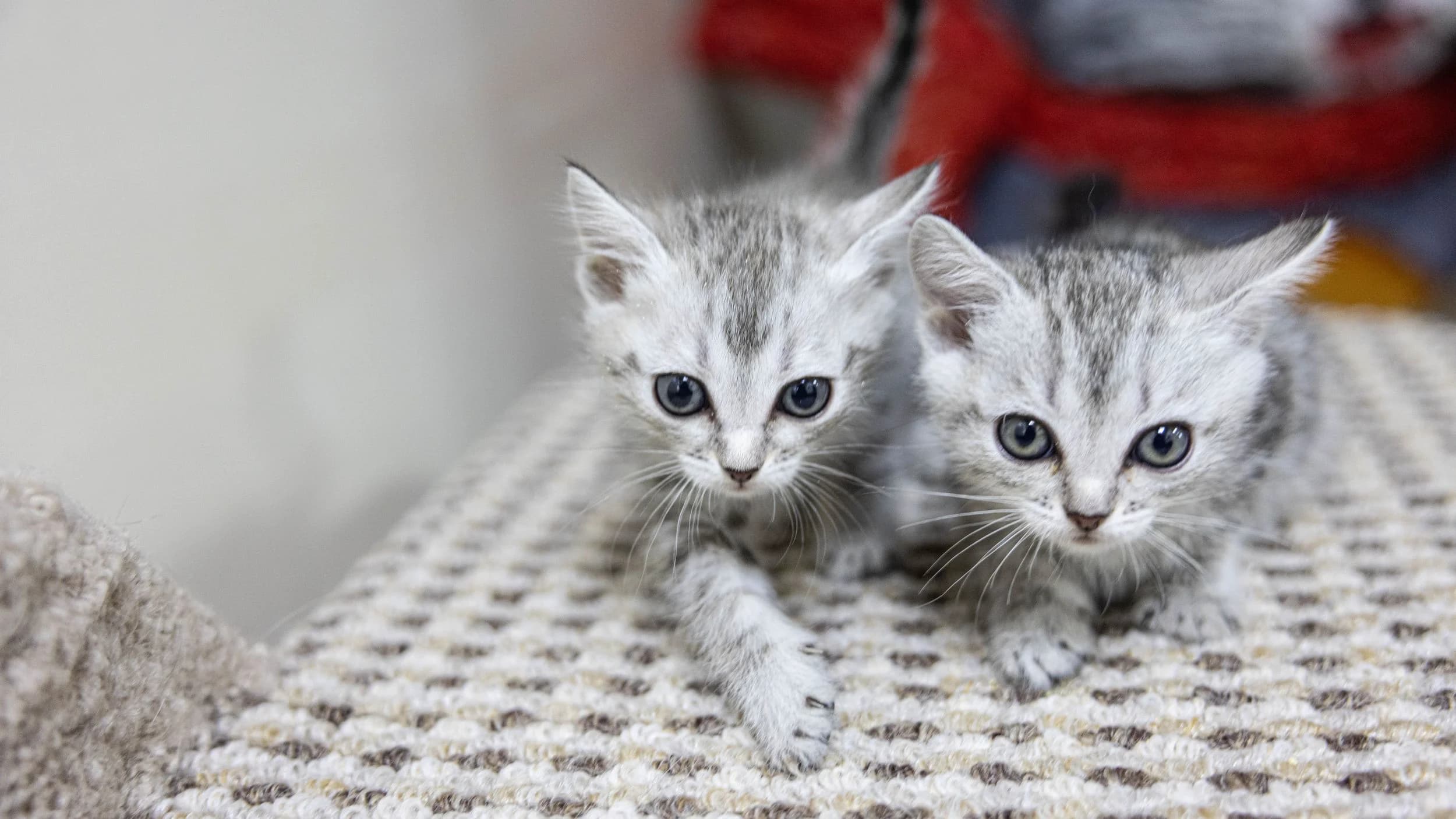 Животные в приюте Красноселькупа