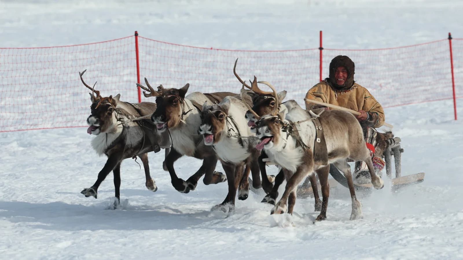 День оленевода в Красноселькупском районе отметят в двух селах