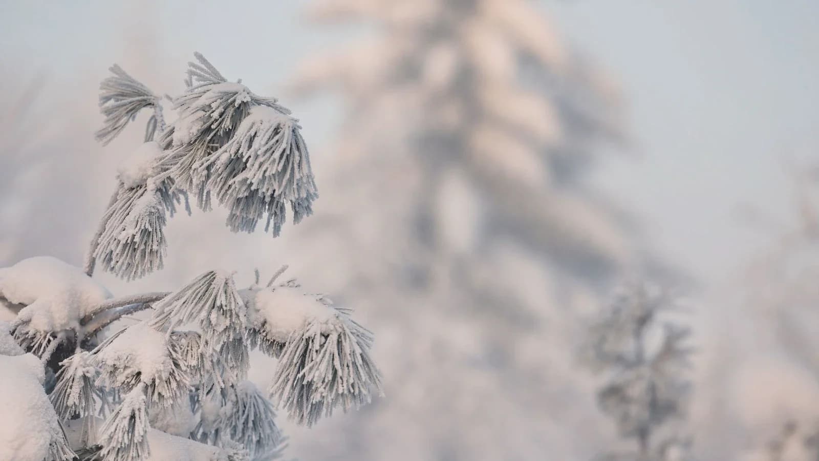 Первая неделя весны в Красноселькупе будет пасмурной и морозной
