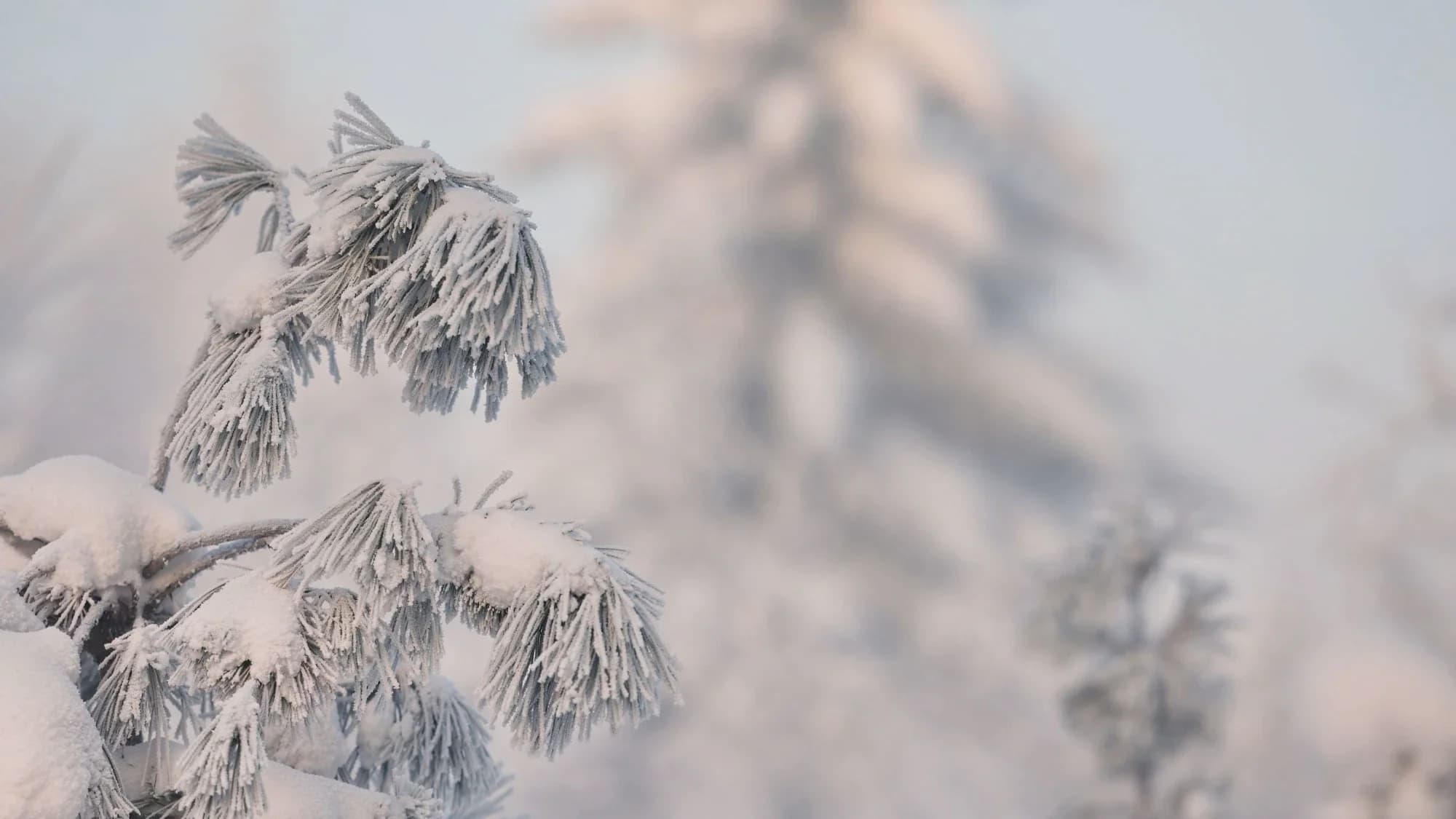 Первая неделя весны в Красноселькупе будет пасмурной и морозной