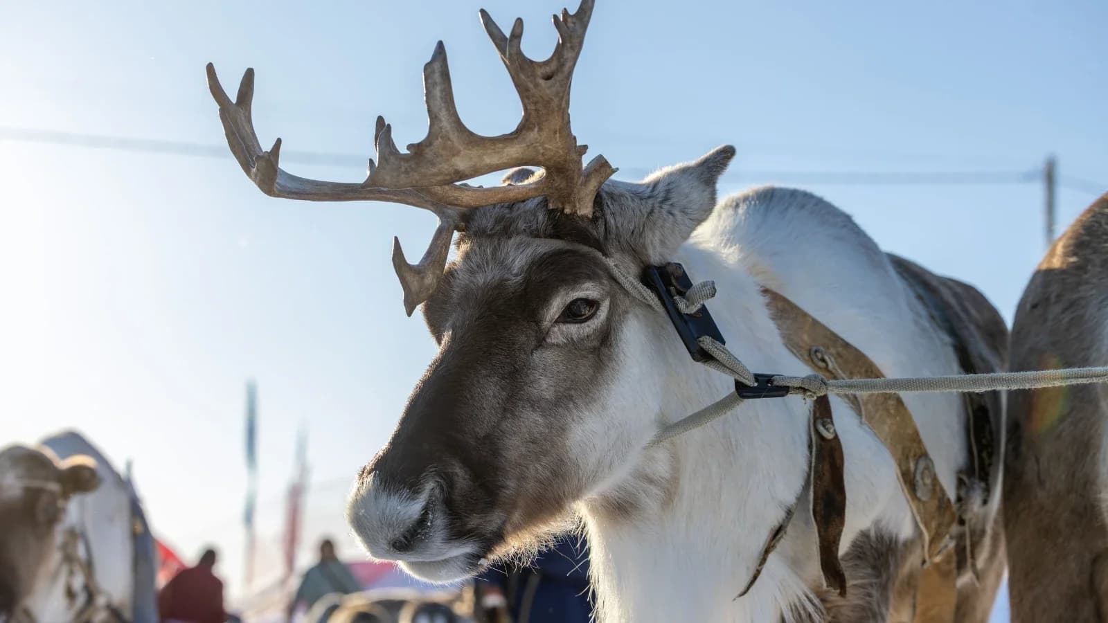В Красноселькупском районе прошел первый День оленевода