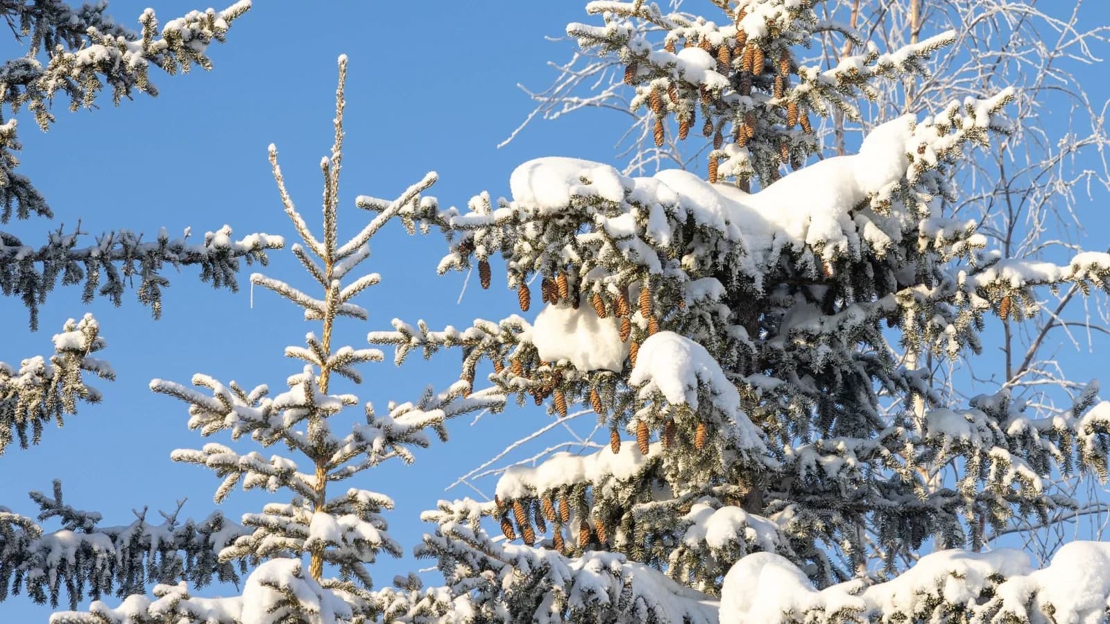 Жителей Красноселькупа ожидает снежное 8 Марта