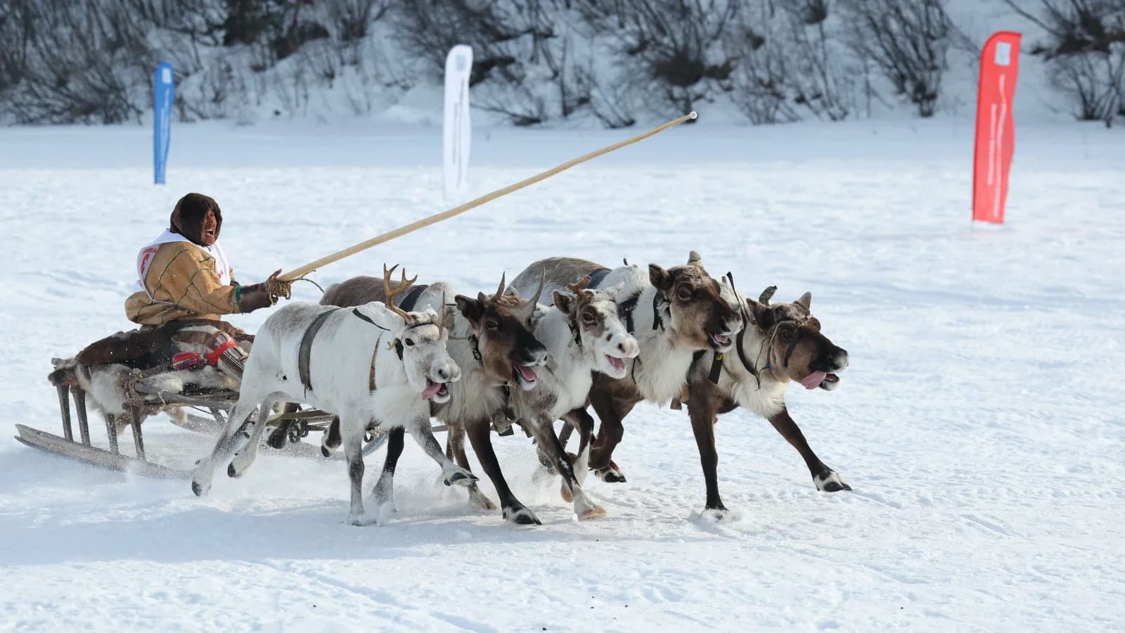 Конкурс на лучший чум и концерт ямальской звезды: что ждет жителей Тольки на Дне оленевода