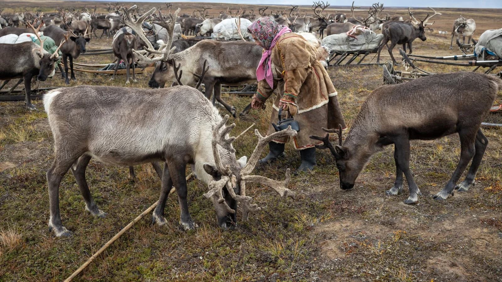 По зову сердца: как медсестра из Надыма вернулась на землю предков в Киккиакки