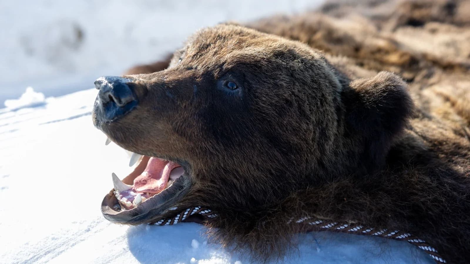 Гадание на лапе и охрана оленей: какие обряды селькупов связаны с медведем