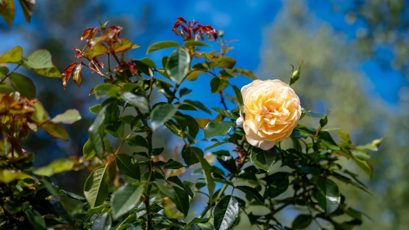 Метеорологи рассказали, каким будет лето на Ямале