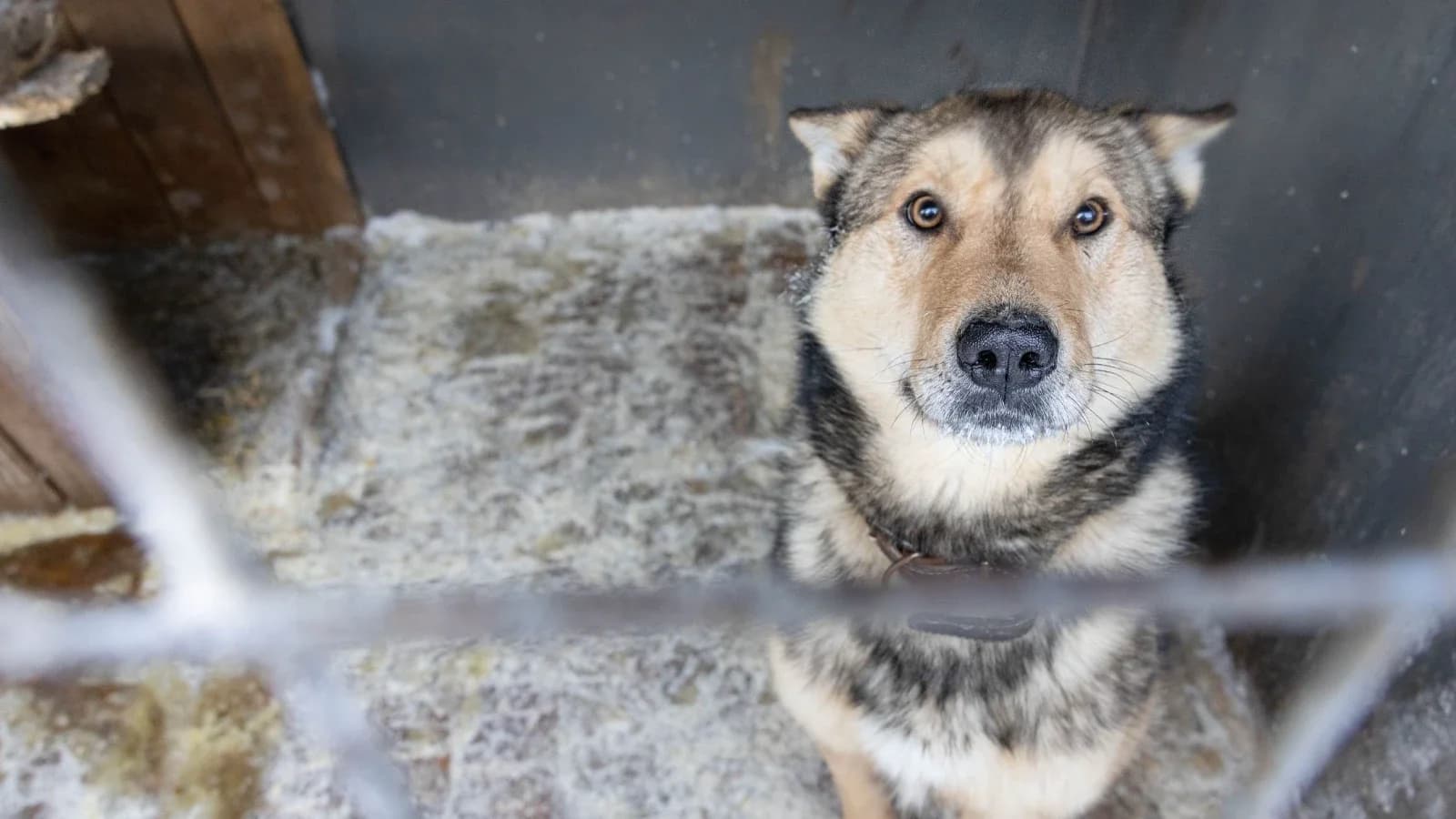 В Красноселькупе ищут хозяев для пушистых друзей