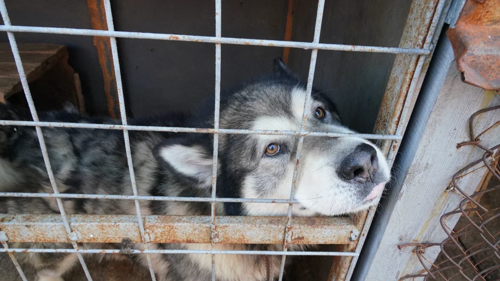 Время дарить тепло: в приюте для животных Красноселькупа ждут гостей на день открытых дверей